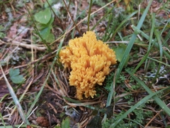 Ramaria flava