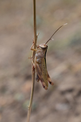 Heteracris pterosticha