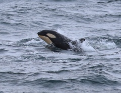 Orcinus orca
