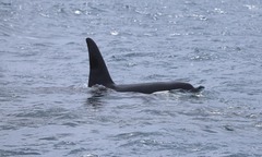 Orcinus orca