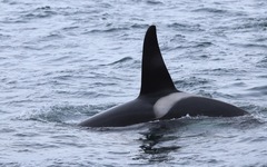 Orcinus orca
