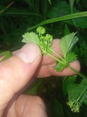 Alchemilla micans