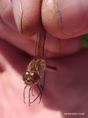Sympetrum striolatum