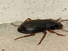 Harpalus rufipes