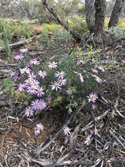 Olearia magniflora