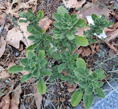 Angiospermae