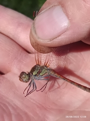 Sympetrum striolatum
