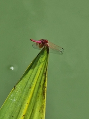 Trithemis aurora