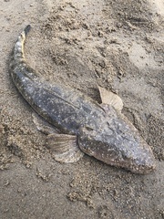 Platycephalus fuscus