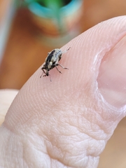 Hyperinae