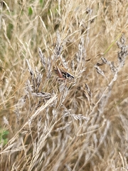 Roeseliana roeselii