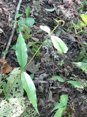 Thyrsanthella difformis