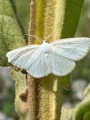 Cabera variolaria