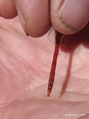 Sympetrum striolatum