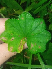 Alchemilla micans
