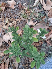 Angiospermae