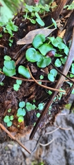 Corybas grumulus
