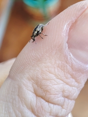 Hyperinae