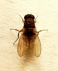 Drosophila repleta