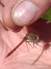 Sympetrum striolatum
