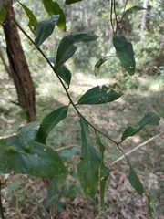 Capparis arborea
