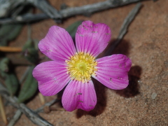 Calandrinia