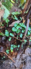 Corybas grumulus