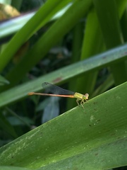 Ceriagrion