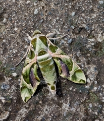 Daphnis nerii
