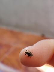 Hyperinae