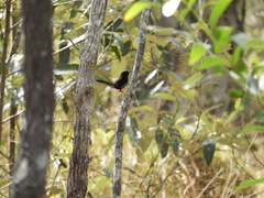 Malurus melanocephalus