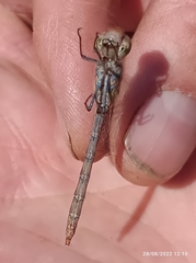 Sympetrum striolatum