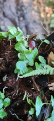 Corybas grumulus