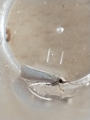 Agriphila straminella