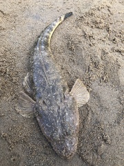 Platycephalus fuscus