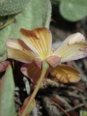 Calandrinia