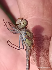 Sympetrum striolatum