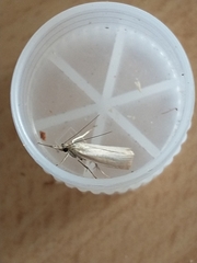 Agriphila straminella