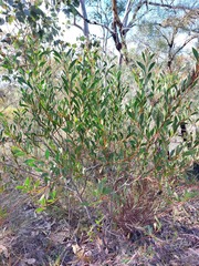 Acacia penninervis