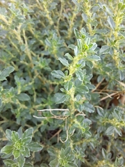 Amaranthus