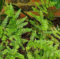 Dryopteris erythrosora
