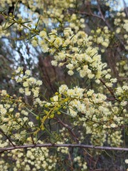 Acacia genistifolia