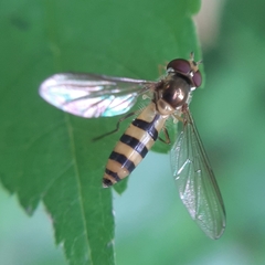 Meliscaeva cinctella