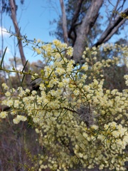 Acacia genistifolia