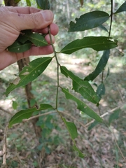 Capparis arborea