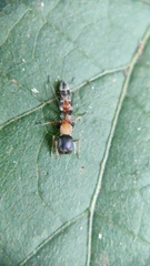 Myrmarachne melanocephala