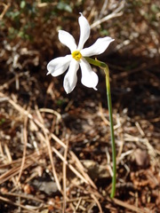 Narcissus deficiens