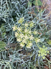 Crithmum maritimum