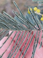 Acacia dealbata