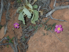 Calandrinia